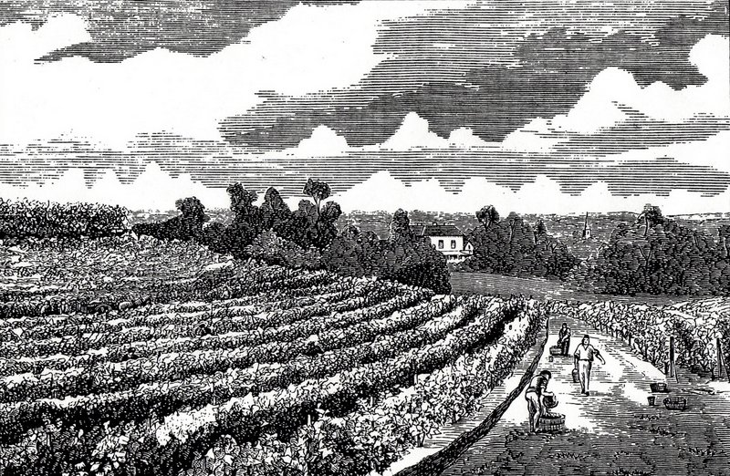 A lithograph of the third vineyard in 1878